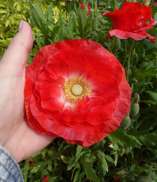 Papaver rhoeas - Falling In Love Annie's Annuals Annie's Annuals and Perennials
