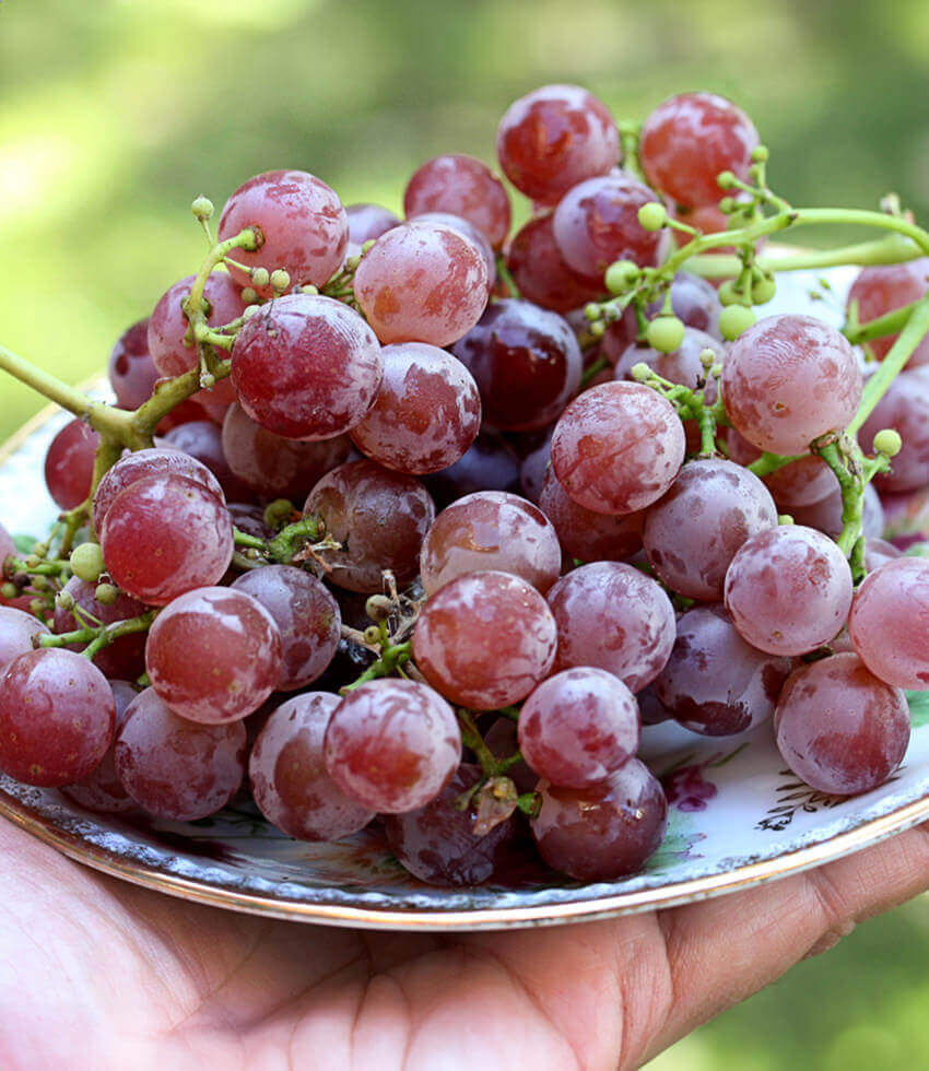 Vitis - Emeryville Pink Annie's Annuals Annie's Annuals and Perennials