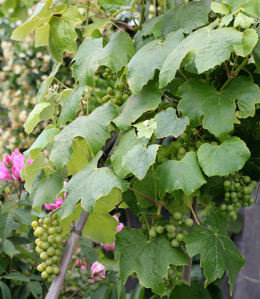 Vitis - Emeryville Pink Annie's Annuals Annie's Annuals and Perennials