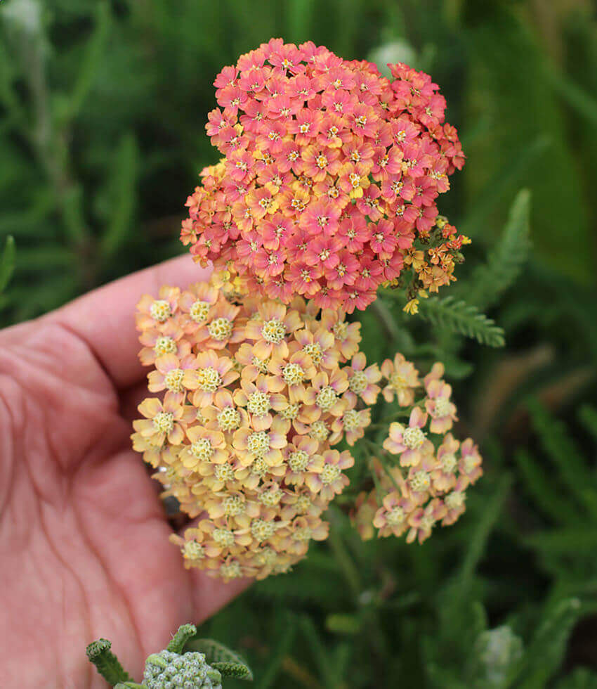 Achillea Millefolium - Salmon Beauty Annie's Annuals Annie's Annuals and Perennials