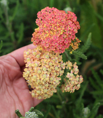 Achillea Millefolium - Salmon Beauty Annie's Annuals Annie's Annuals and Perennials