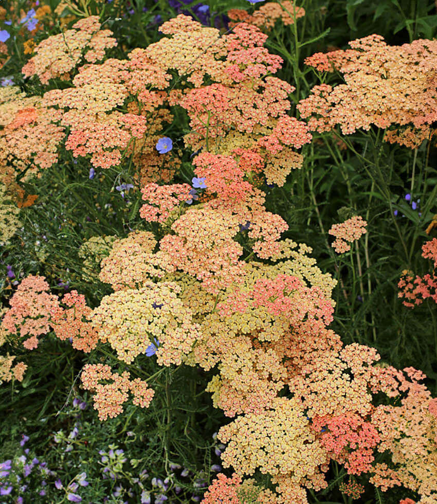 Achillea Millefolium - Salmon Beauty Annie's Annuals Annie's Annuals and Perennials