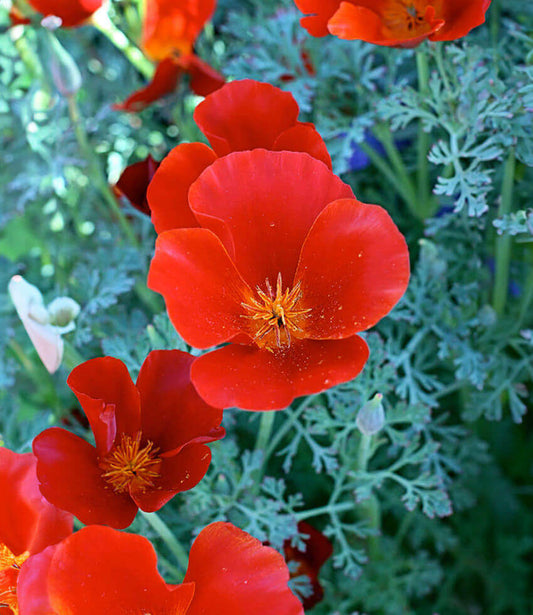 Eschscholzia Californica - Red Glow Annie's Annuals Annie's Annuals and Perennials