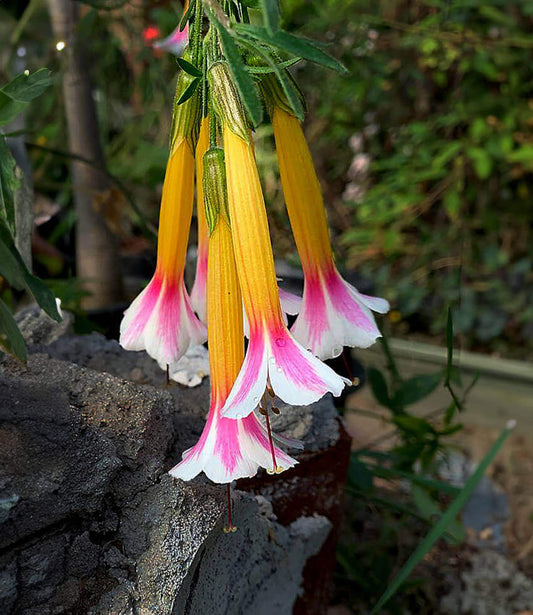 Cantua buxifolia - Tricolor Annie's Annuals Annie's Annuals and Perennials