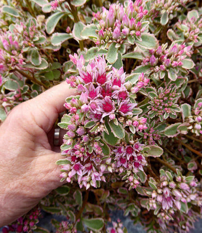 Sedum spirium - Tricolor Annie's Annuals Annie's Annuals and Perennials