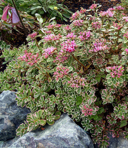 Sedum spirium - Tricolor Annie's Annuals Annie's Annuals and Perennials