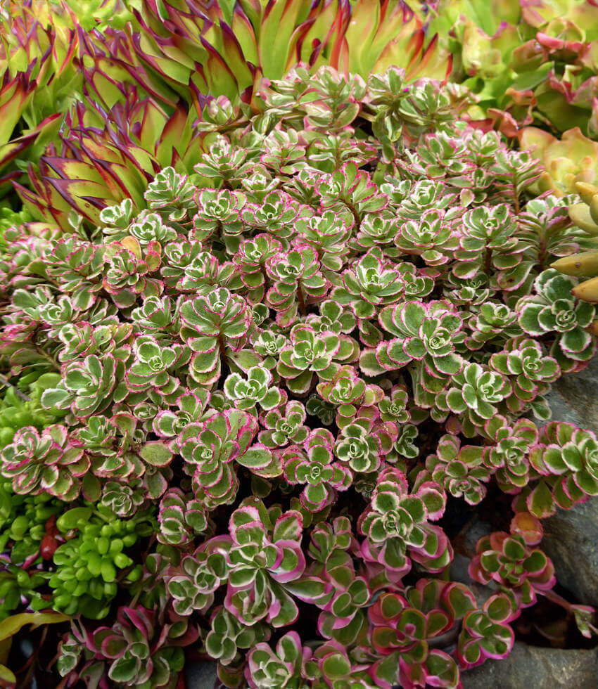 Sedum spirium - Tricolor Annie's Annuals Annie's Annuals and Perennials