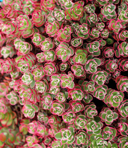 Sedum spirium - Tricolor Annie's Annuals Annie's Annuals and Perennials