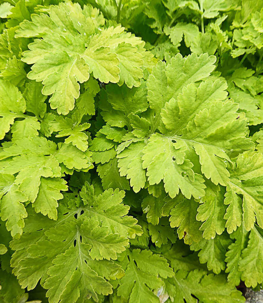 Tanacetum parthenium aureum - Golden Feverfew Annie's Annuals Annie's Annuals and Perennials