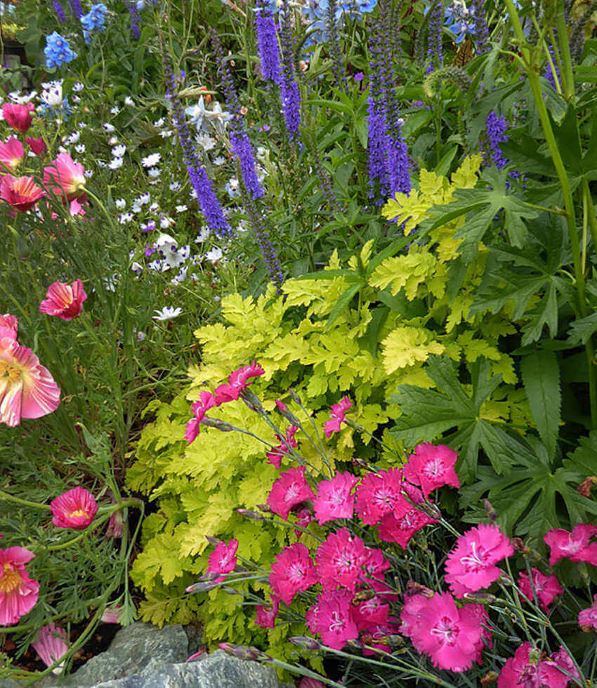 Tanacetum parthenium aureum - Golden Feverfew Annie's Annuals Annie's Annuals and Perennials