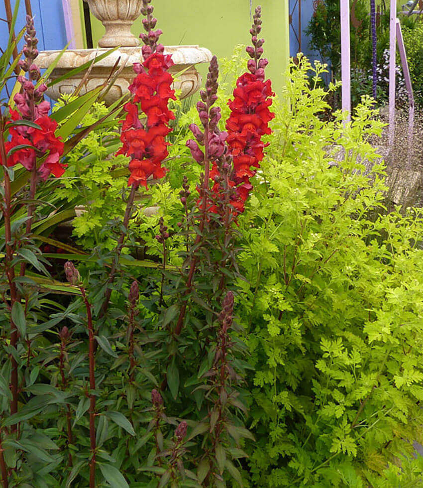 Tanacetum parthenium aureum - Golden Feverfew Annie's Annuals Annie's Annuals and Perennials
