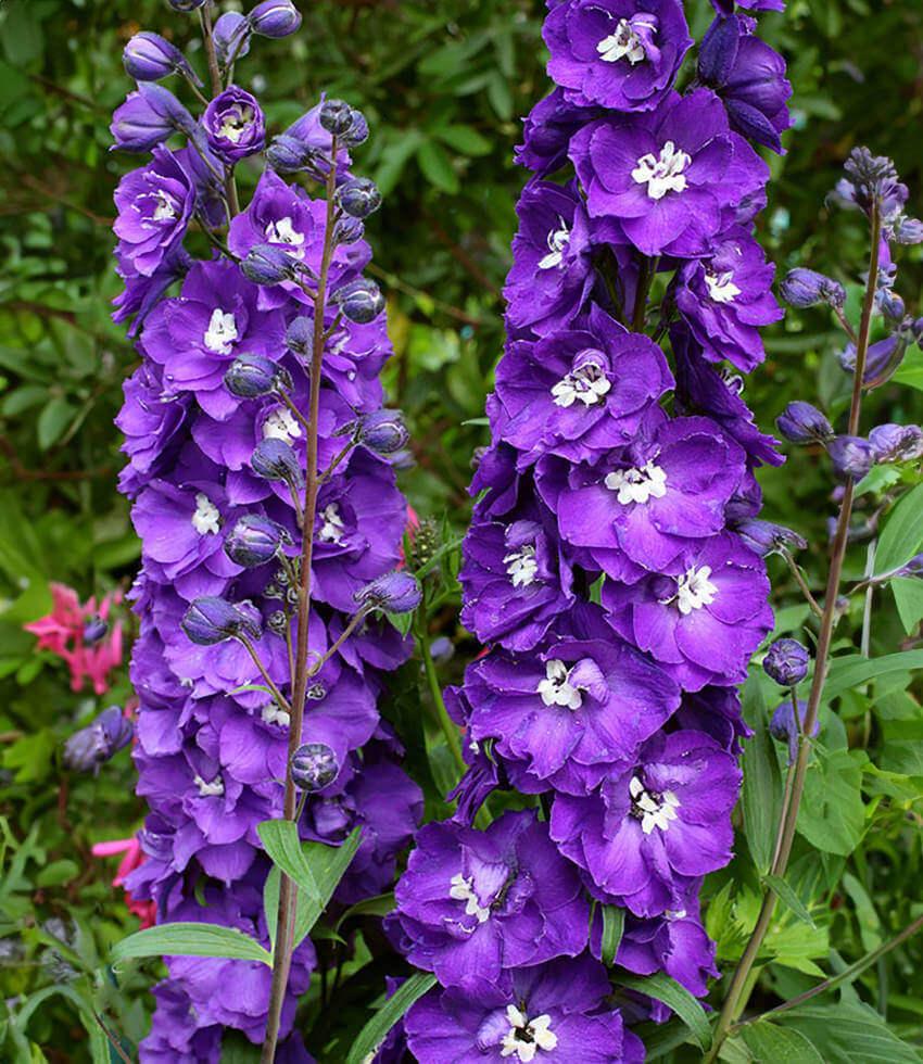 Delphinium elatum - Purple Passion Annie's Annuals Annie's Annuals and Perennials