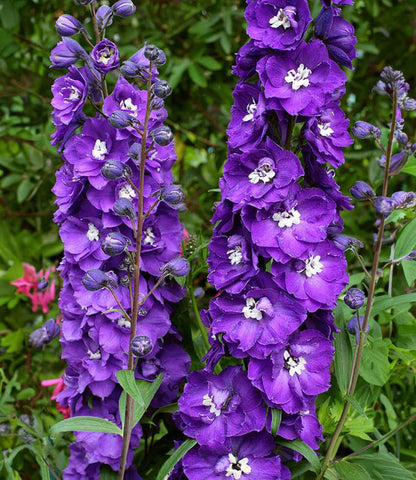 Delphinium elatum - Purple Passion Annie's Annuals Annie's Annuals and Perennials