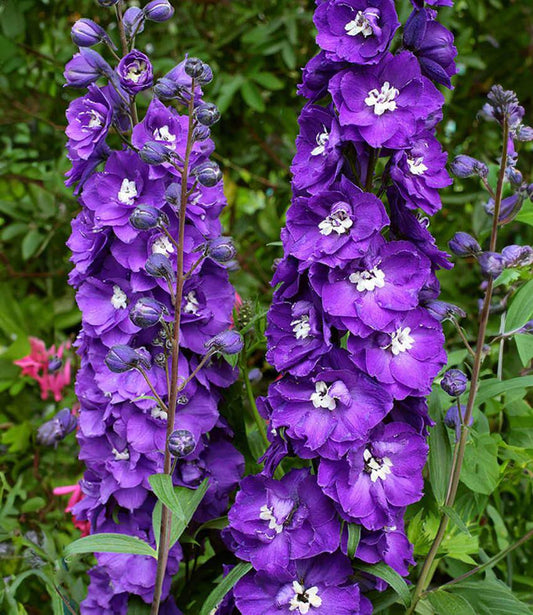Delphinium elatum - Purple Passion Annie's Annuals Annie's Annuals and Perennials