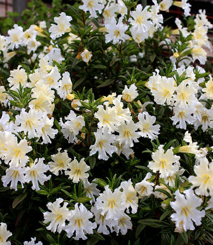 Mimulus Bifidus - White Annie's Annuals Annie's Annuals and Perennials