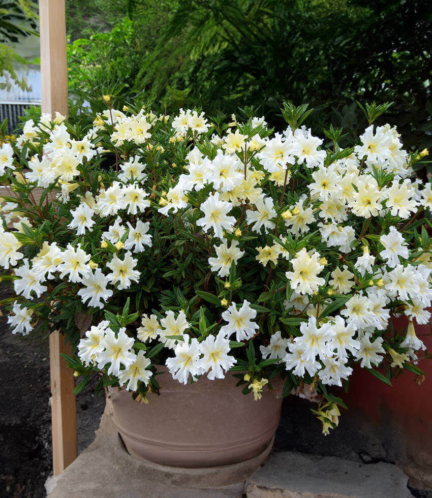 Mimulus Bifidus - White Annie's Annuals Annie's Annuals and Perennials