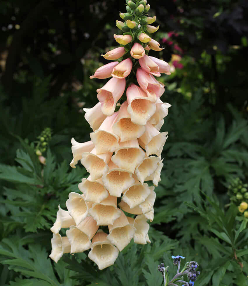 Digitalis purpurea - Dalmatian Peach Annie's Annuals Annie's Annuals and Perennials