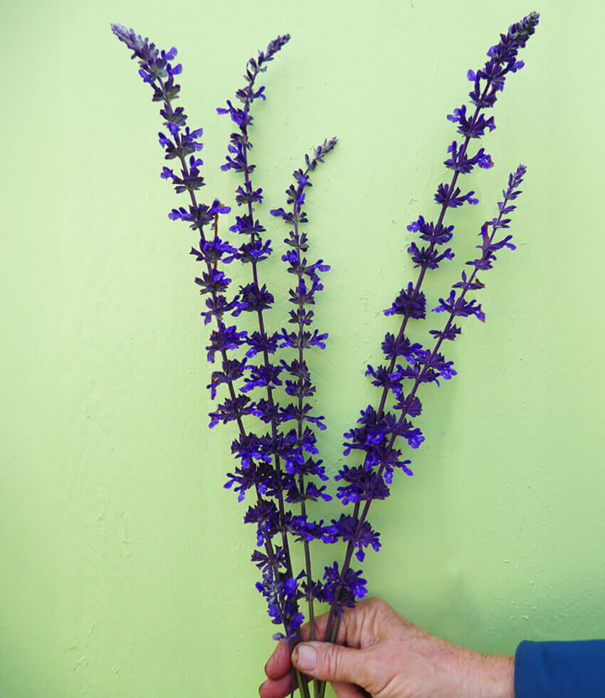 Salvia - Mystic Spires Annie's Annuals Annie's Annuals and Perennials