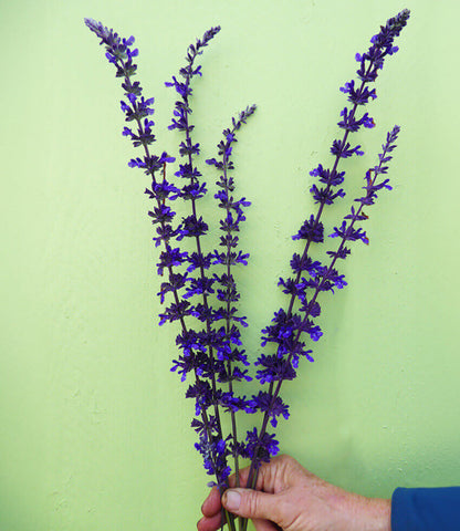 Salvia - Mystic Spires Annie's Annuals Annie's Annuals and Perennials