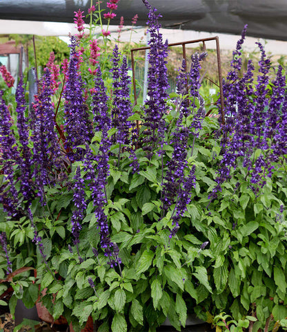 Salvia - Mystic Spires Annie's Annuals Annie's Annuals and Perennials