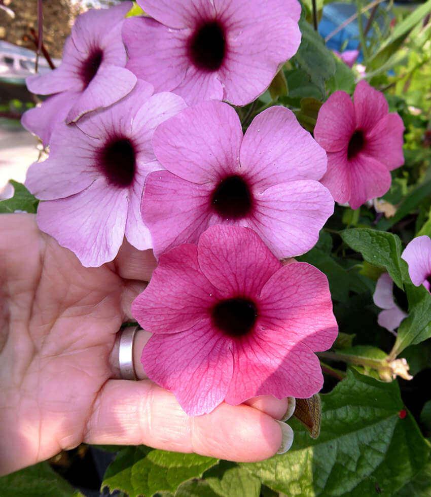 Thunbergia alata 'Rose Sensation' Black-Eyed Susan | Annie's Annuals Annie's Annuals Annie's Annuals and Perennials