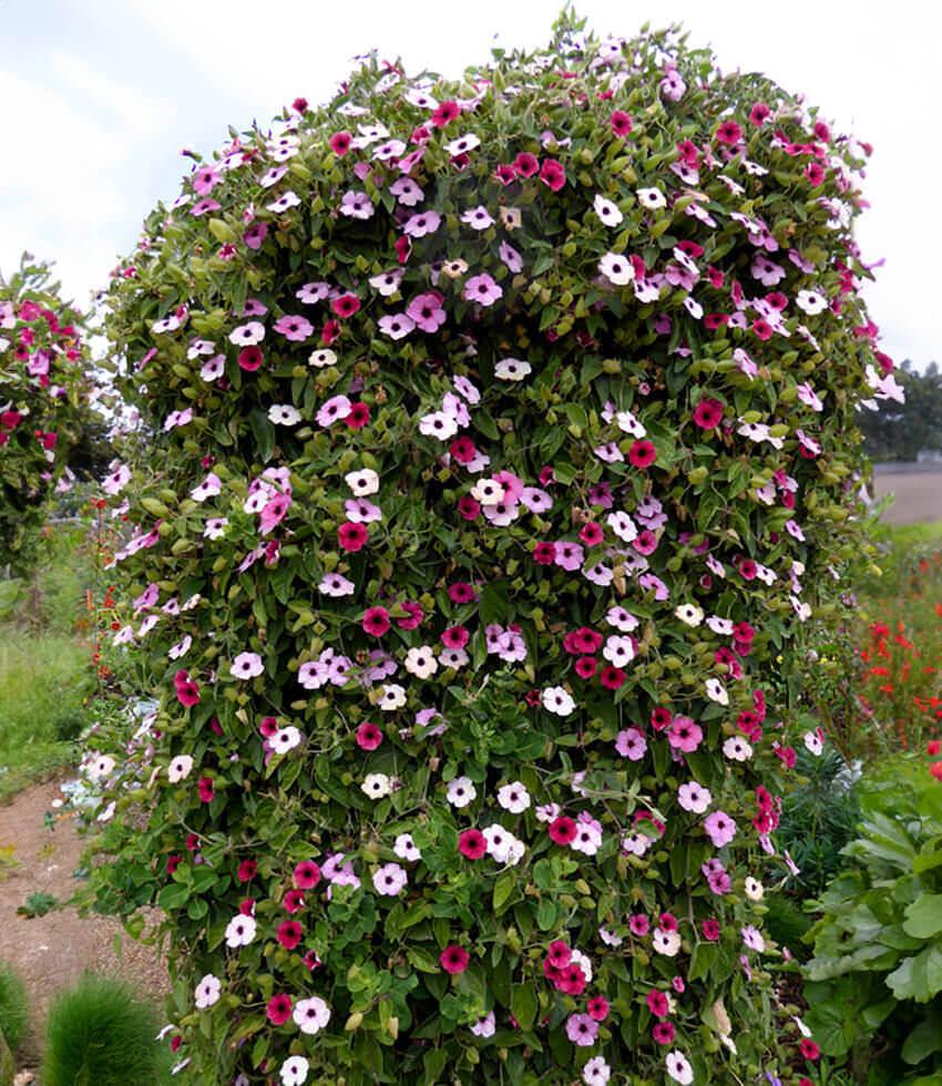 Thunbergia alata 'Rose Sensation' Black-Eyed Susan | Annie's
