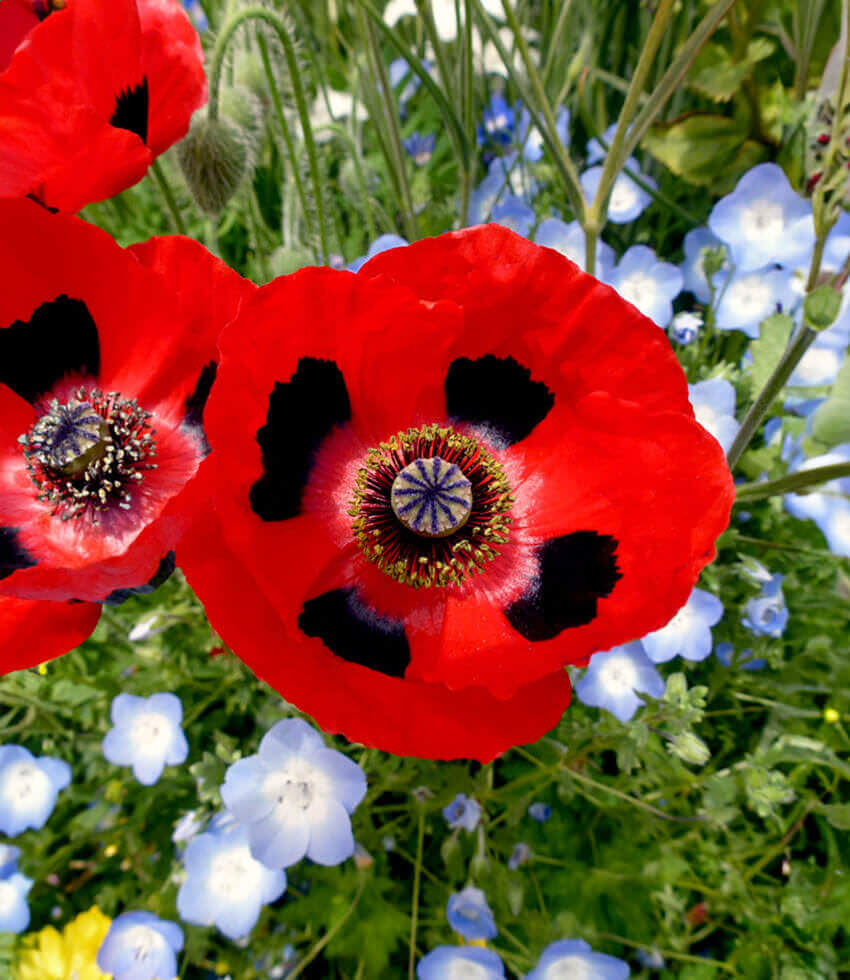 Papaver Commutatum - Ladybird Annie's Annuals Annie's Annuals and Perennials