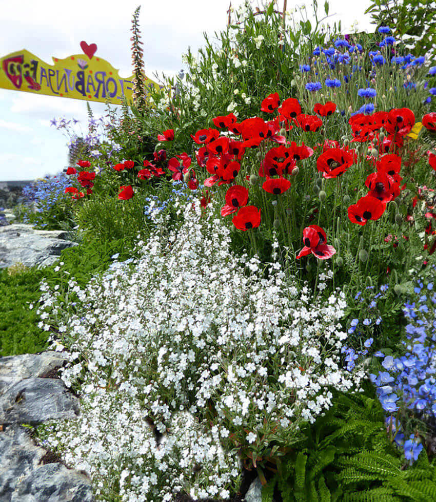 Papaver Commutatum - Ladybird Annie's Annuals Annie's Annuals and Perennials