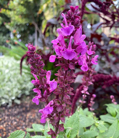 Salvia nemorosa - Rose Marvel Annie's Annuals Annie's Annuals and Perennials