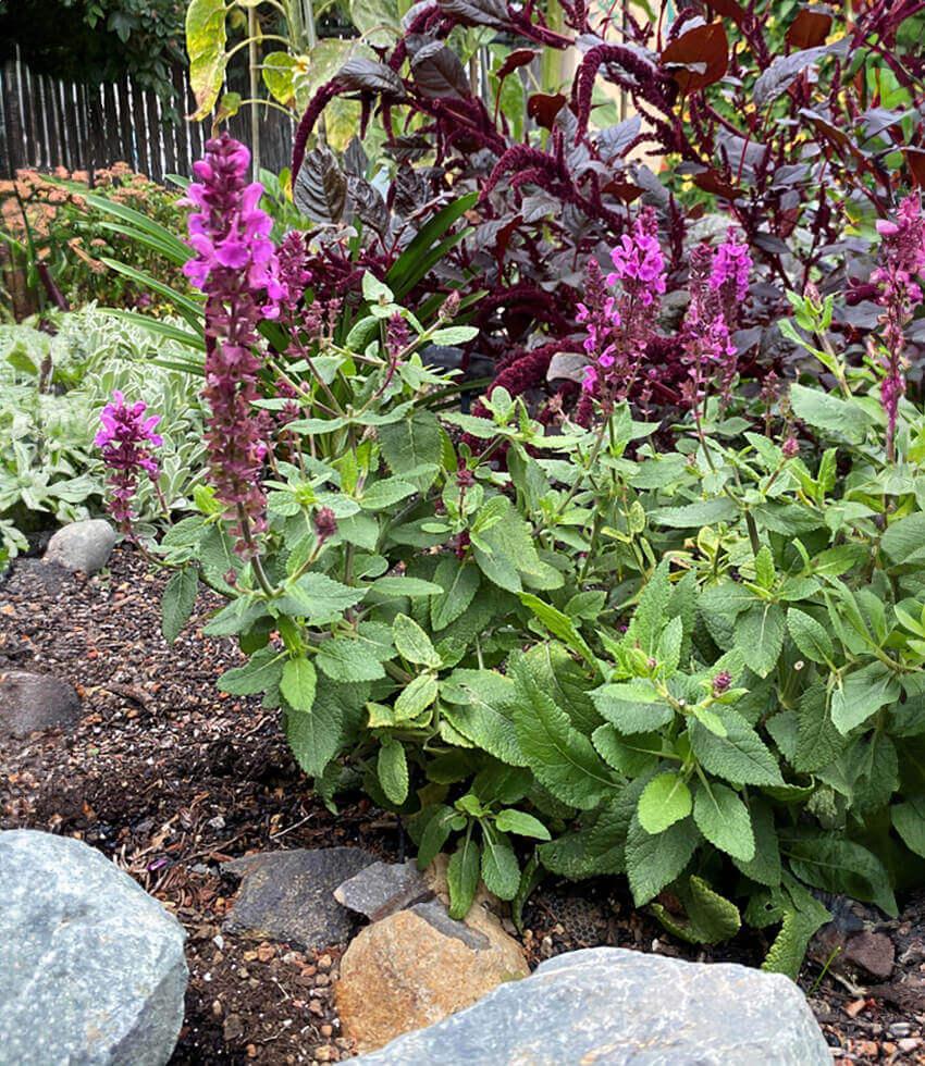Salvia nemorosa - Rose Marvel Annie's Annuals Annie's Annuals and Perennials