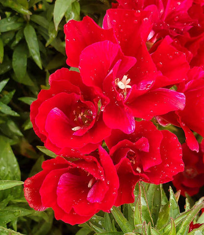 Clarkia amoena - Scarlet Annie's Annuals Annie's Annuals and Perennials