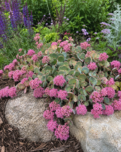 Sedum - Lime Zinger Annie's Annuals Annie's Annuals & Perennials and Perennials