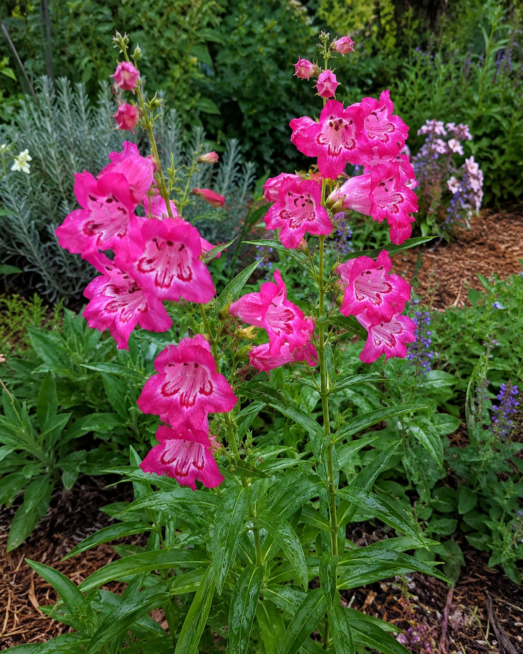Penstemon - Aurora Annie's Annuals Annie's Annuals and Perennials