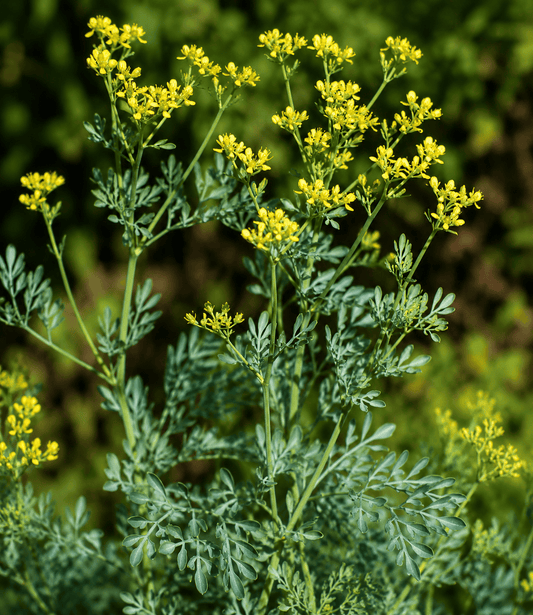Ruta graveolens - Rue Annie's Annuals Annie's Annuals & Perennials and Perennials