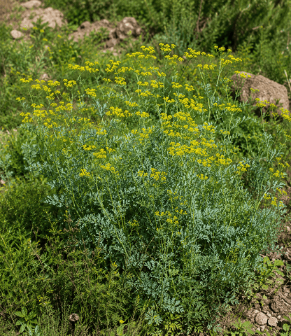 Ruta graveolens - Rue Annie's Annuals Annie's Annuals and Perennials