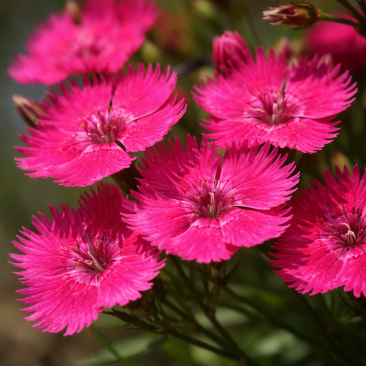 Dianthus - Rockin' Rose Annie's Annuals Annie's Annuals and Perennials