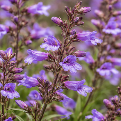 Penstemon - Catherine De La Mare Annie's Annuals Annie's Annuals and Perennials
