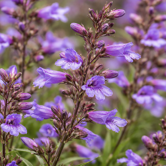 Penstemon - Catherine De La Mare Annie's Annuals Annie's Annuals and Perennials