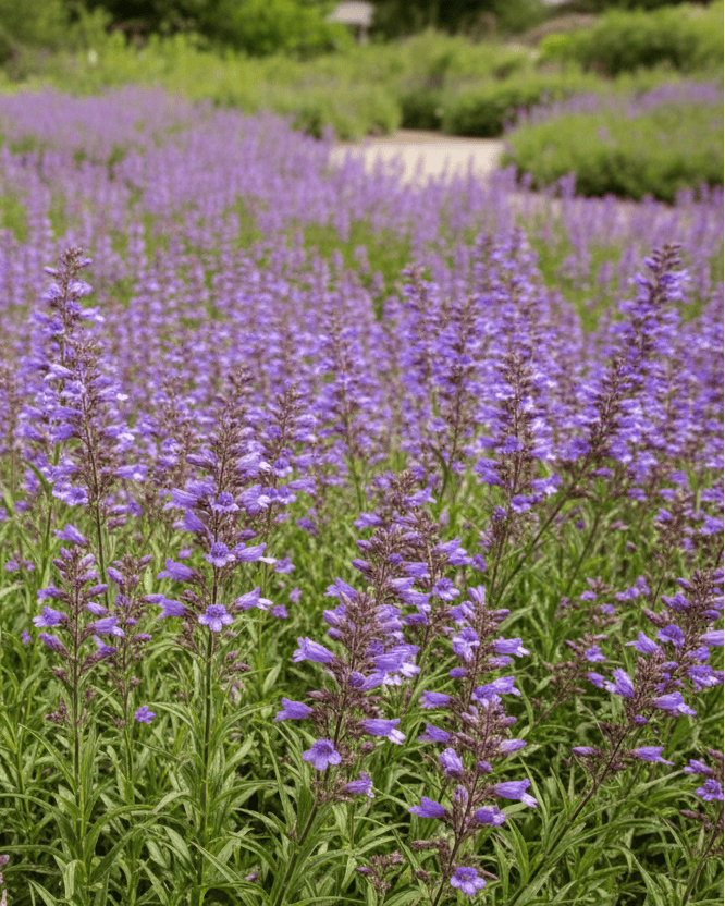 Penstemon 'Catherine de la Mare' | Blue Penstemon | Annie's Annuals Annie's Annuals Annie's Annuals and Perennials