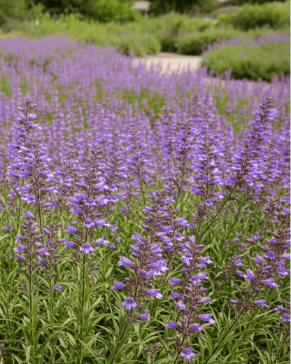 Penstemon 'Catherine de la Mare' | Blue Penstemon | Annie's Annuals Annie's Annuals Annie's Annuals and Perennials