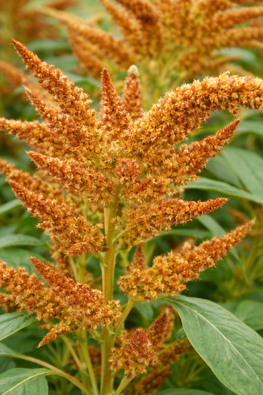 Amaranthus cruentus - Autumn Touch Annie's Annuals Annie's Annuals and Perennials
