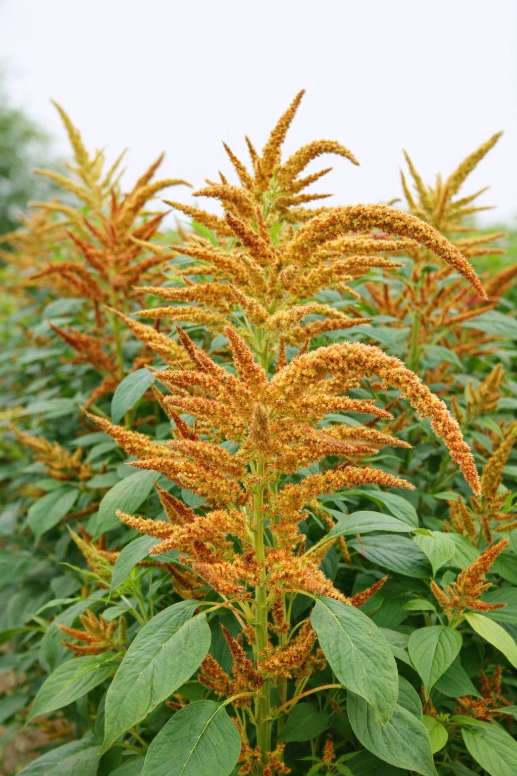 Amaranthus cruentus - Autumn Touch Annie's Annuals Annie's Annuals and Perennials
