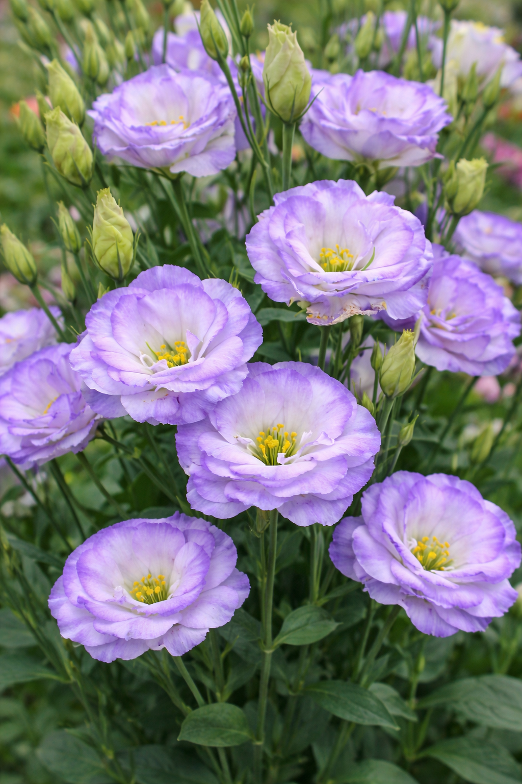 Lisianthus - ABC Misty Blue Annie's Annuals Annie's Annuals and Perennials