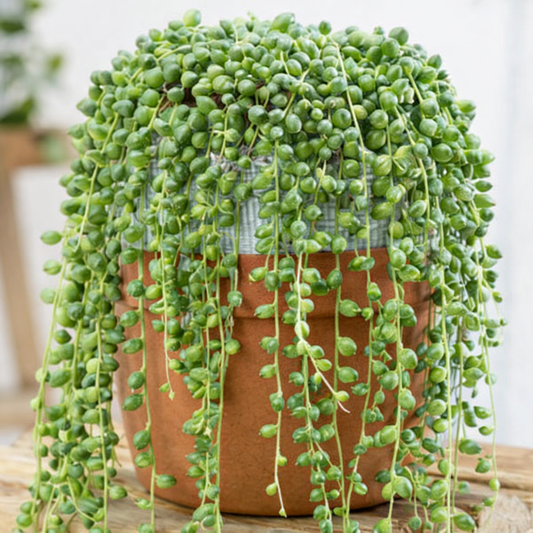 Senecio rowleyanus - 'String of Pearls' Annie's Annuals Annie's Annuals and Perennials