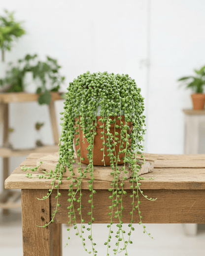 Senecio rowleyanus 'String of Pearls' | Trailing Succulent | Annie's Annuals Annie's Annuals Annie's Annuals and Perennials