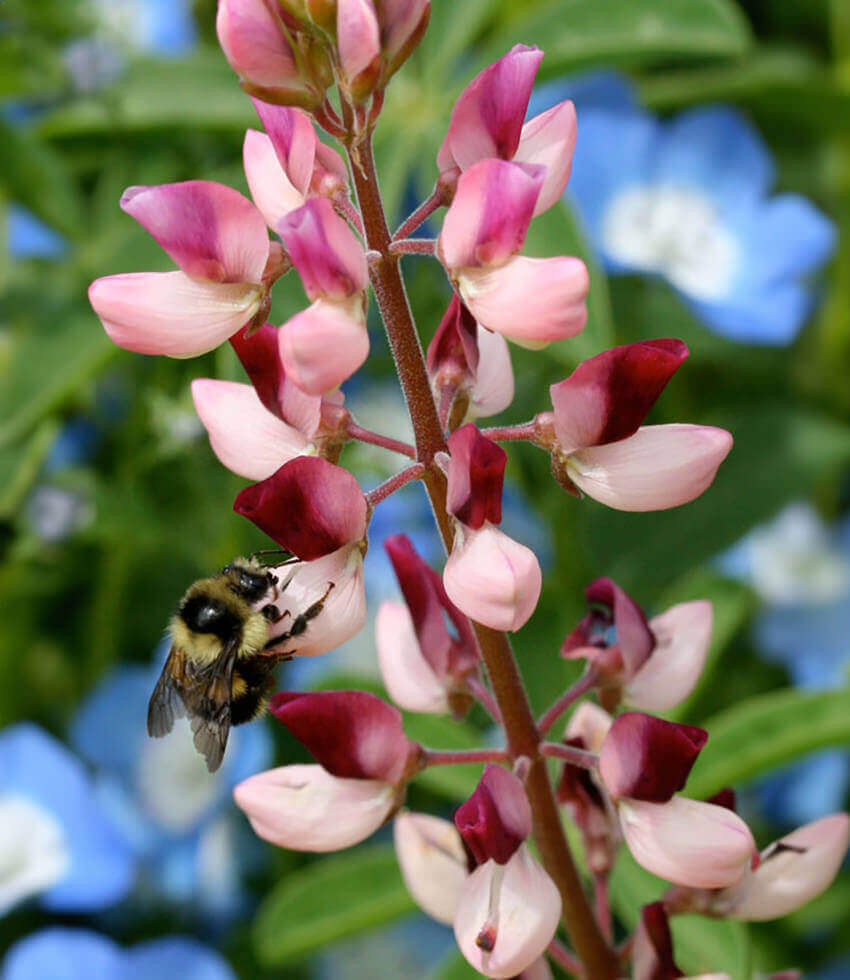 Lupinus succulentus - Rodeo Rose