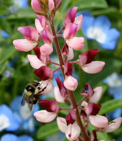 Lupinus succulentus - Rodeo Rose