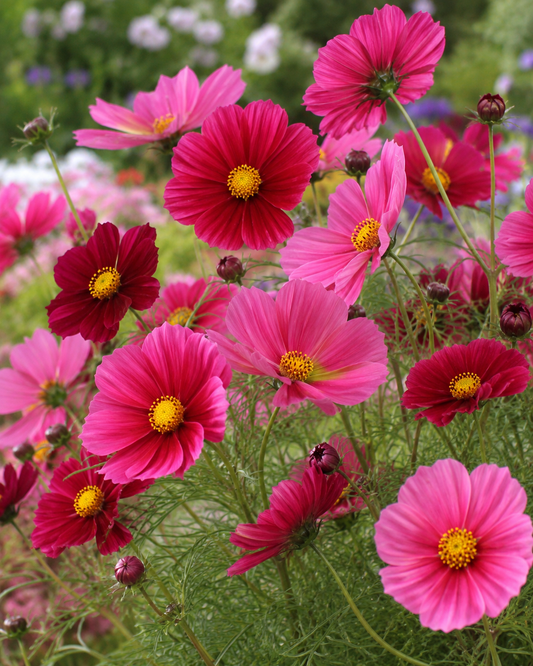 Cosmos 'Antiquity' | Antique Rose Cosmos bipinnatus | Annie's Annuals Annie's Annuals Annie's Annuals and Perennials