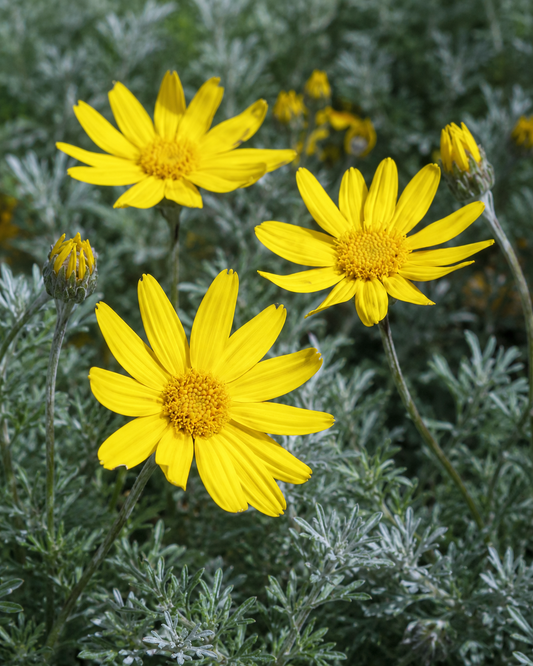 Eriophyllum lanatum 'Siskiyou' | Woolly Sunflower | Annie's Annuals Annie's Annuals Annie's Annuals and Perennials