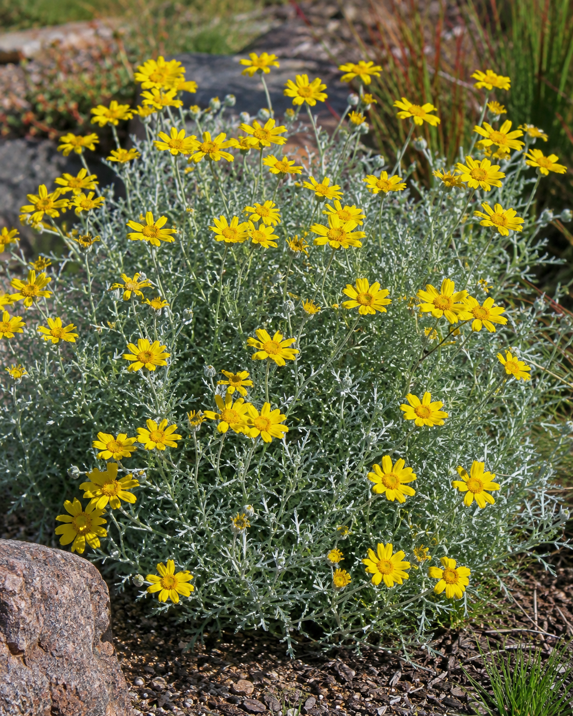 Eriophyllum lanatum 'Siskiyou' | Woolly Sunflower | Annie's Annuals Annie's Annuals Annie's Annuals and Perennials